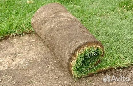 Газон рулонный