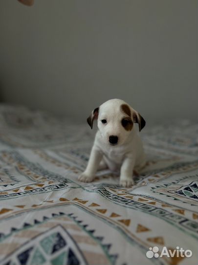 Щенки джек Рассел терьер