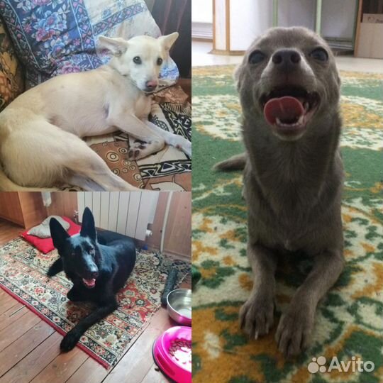 Домашняя передержка животных (Зоогостиница Оскар)