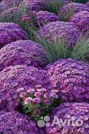 Хризантема мультифлора