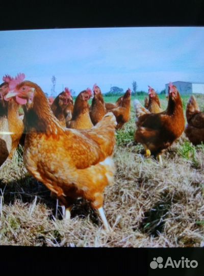 Куры молодки