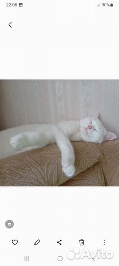 Кошки в добрые руки