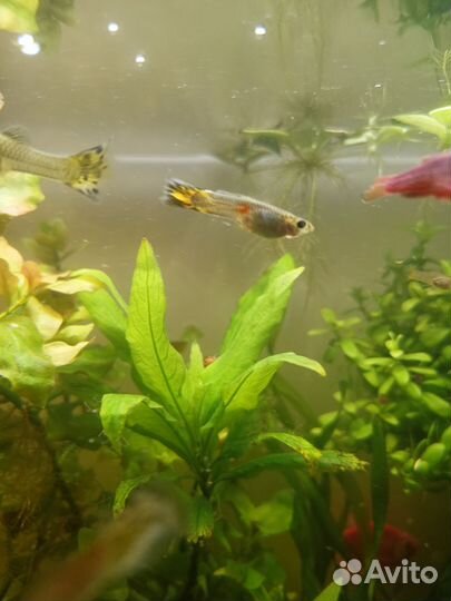 Аквариумные рыбки гуппи