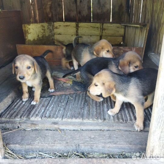 Собаки щенки Русской гончей