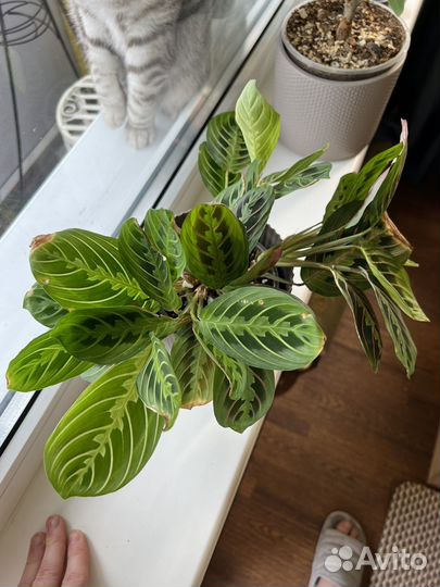 Маранта лимон лайм и триколор