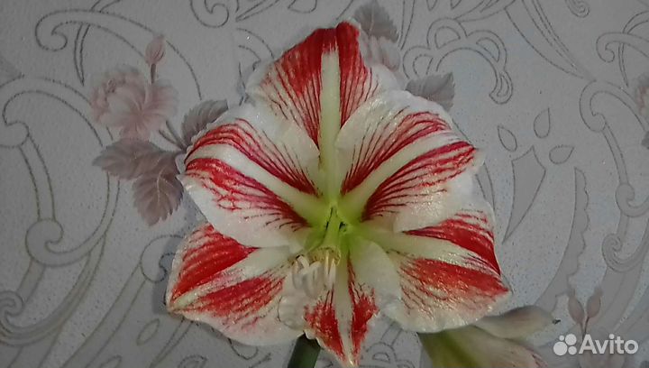 Гиппиаструм