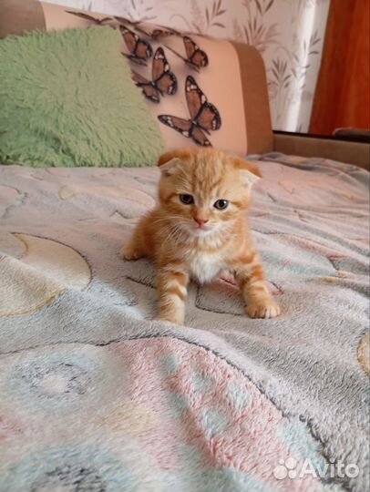 Шотландские