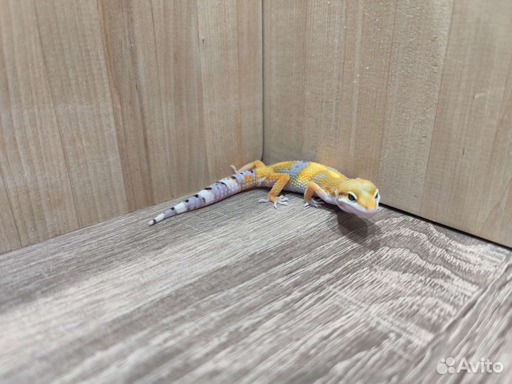 Малыш эублефар