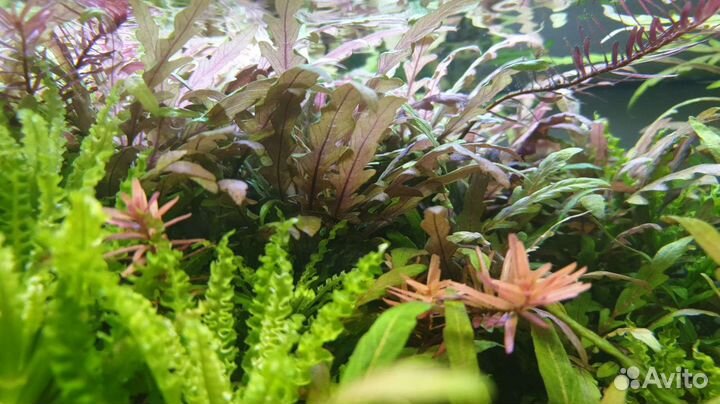 Растения для аквариума