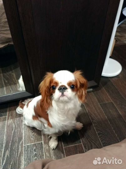 Ищу невесту