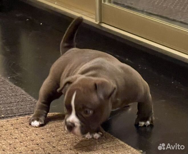 Американский булли микро экзот