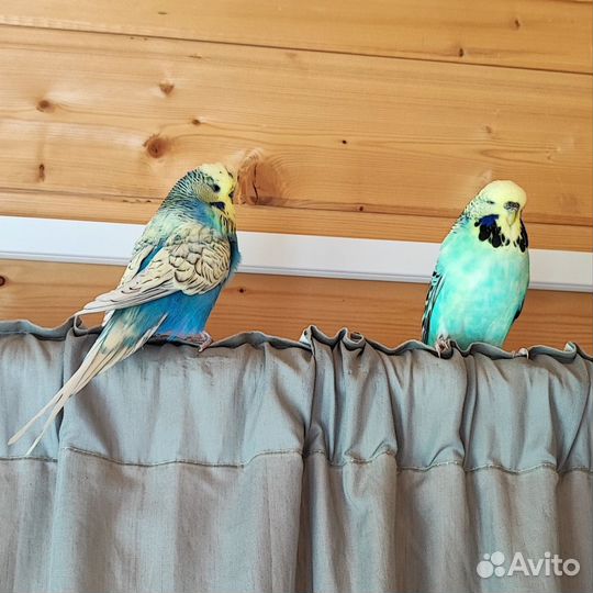 Пара попугаев разведение волнистый чех выставочный