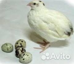 Перепела тихасец