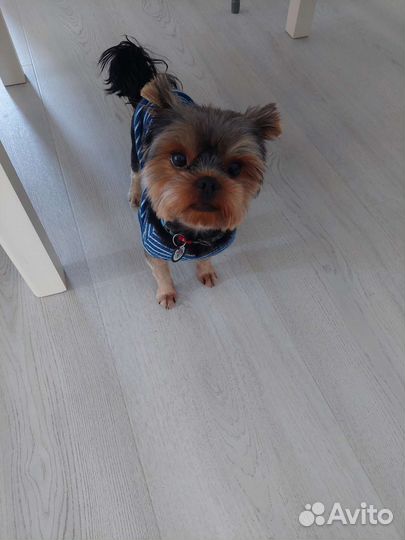 Йоркширский терьер, вязка