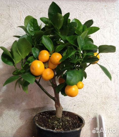 Саженцы мандаринового дерева