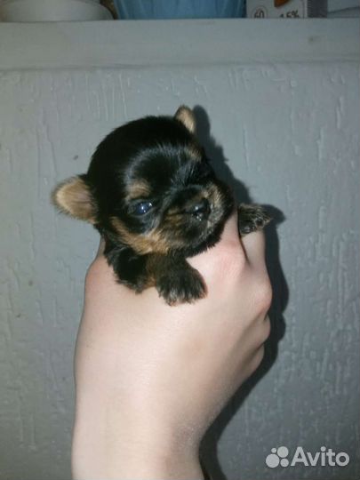 Йоркширский терьер щенки мини и стандарт