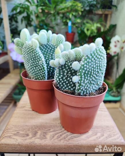 Кактус опунция