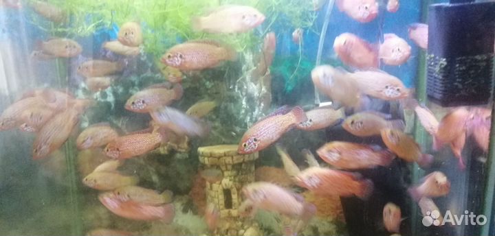 Хромис красавец