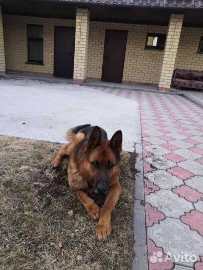 Немецкая овчарка