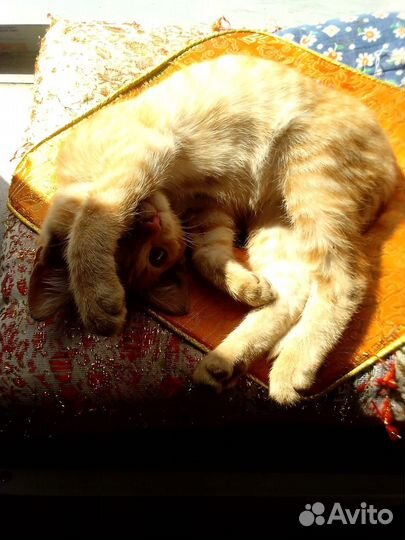 Рыжий котенок в добрые руки