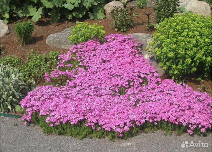 Садовые многолетние растения