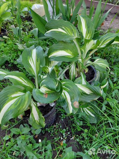 Бересклет, хосты, пижма, астильба, кочедыжник