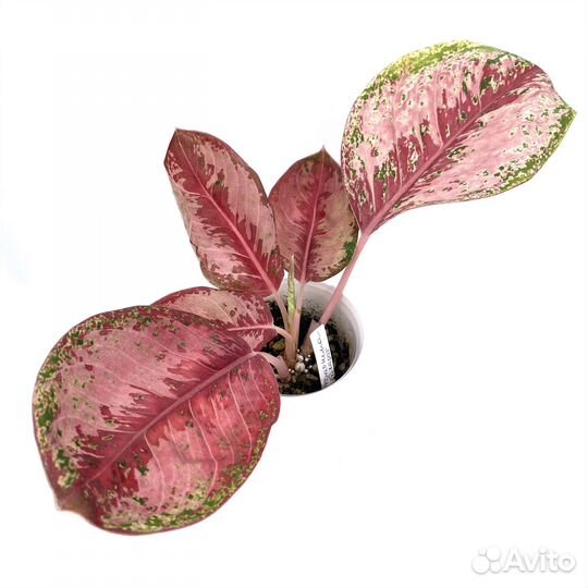 Аглаонема 10 карат
