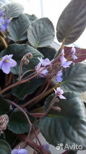 Сортовые фиалки