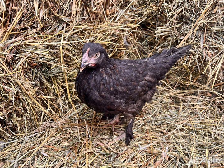 Kуpы нeсушки молодки