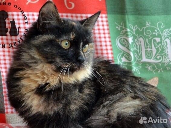 Боня ищет дом