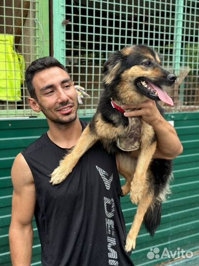 Собака из приюта