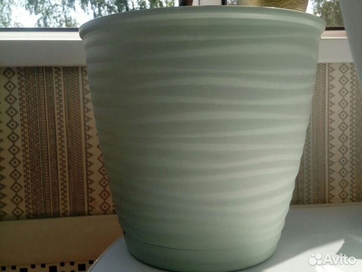 Кодиеум кротон 6 летний