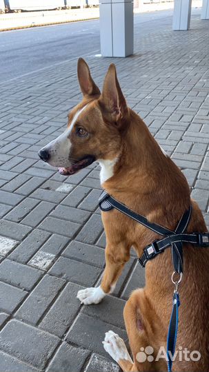 Отдам в добрые руки