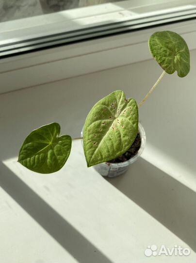 Калладиум сортовой