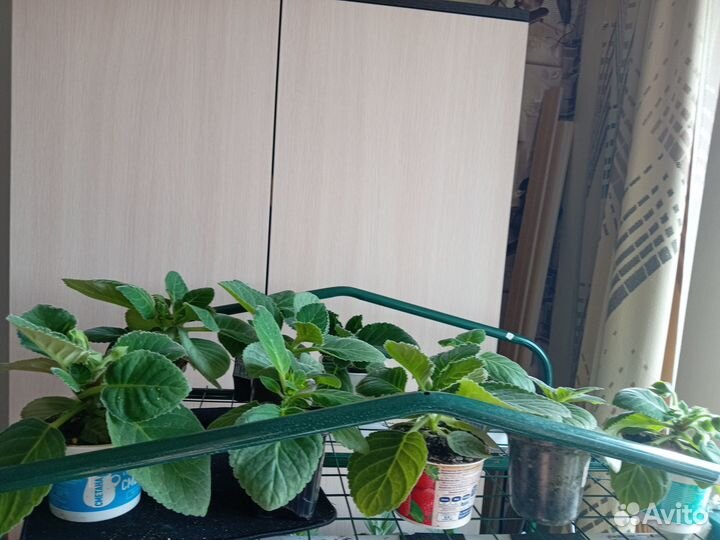 Продам цветы в горшках