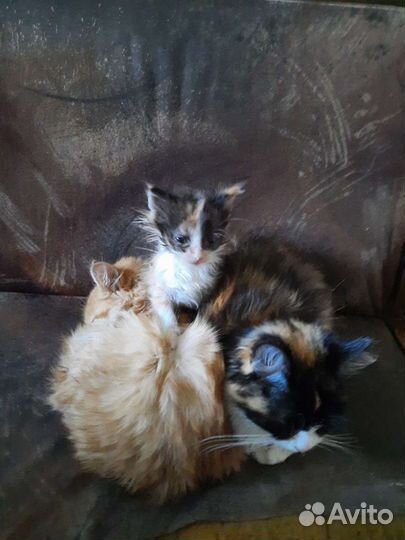 Подарю котят