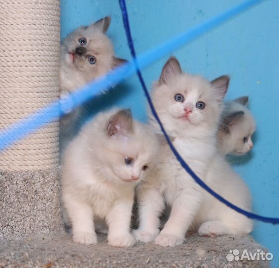 Котята рэгдолл