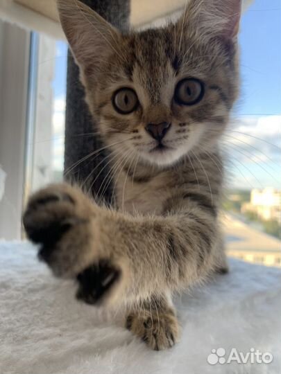 Отдам в добрые руки котенка девочку