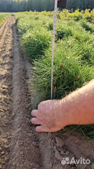 Саженцы ели европейской окс