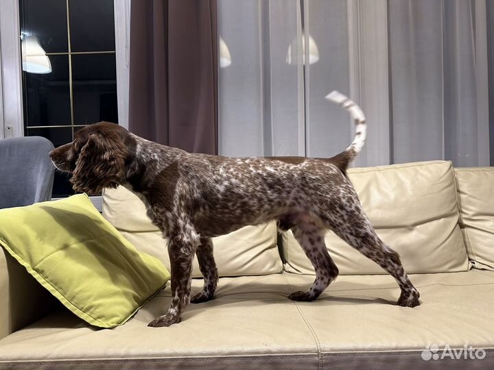 Русский спаниель вязка