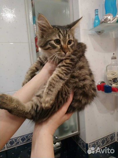Котики молодые полосатики