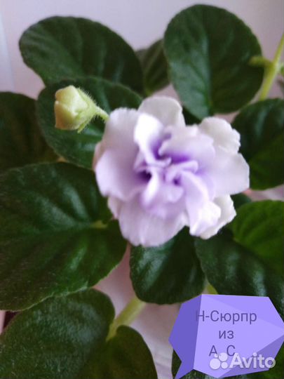 Детки сортовых фиалок