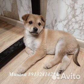 Nekobu - Бесплатно взять или отдать собаку, щенка в Москве - Собаки и щенки в дар в Москве