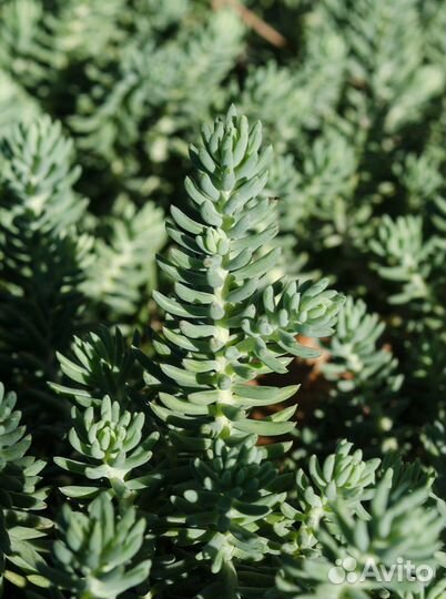 Суккулент Очиток отогнутый, морозостойкий, семена