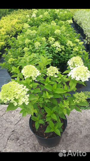 Гортензия мет Фрейз Мельба, Литл Лайм, Сильвер Дол