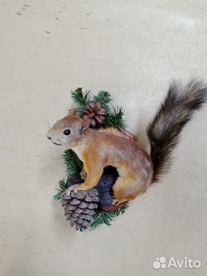 Чучело белки