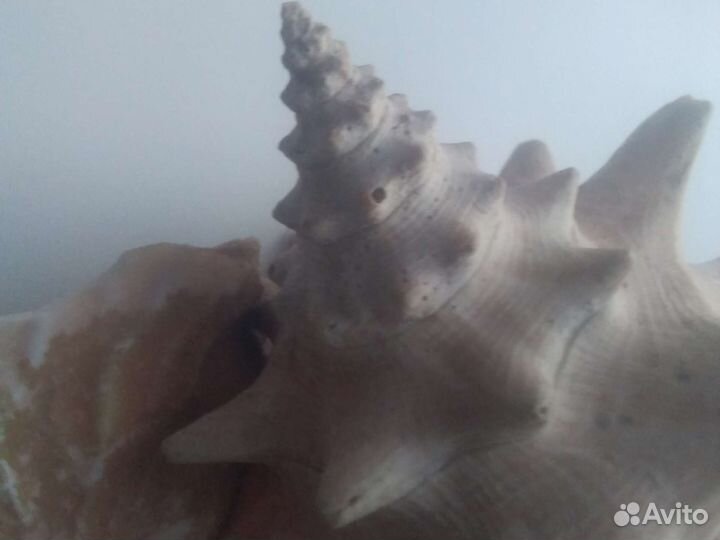 Ракушка Раковина морская