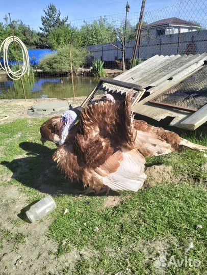 Индюки на племя