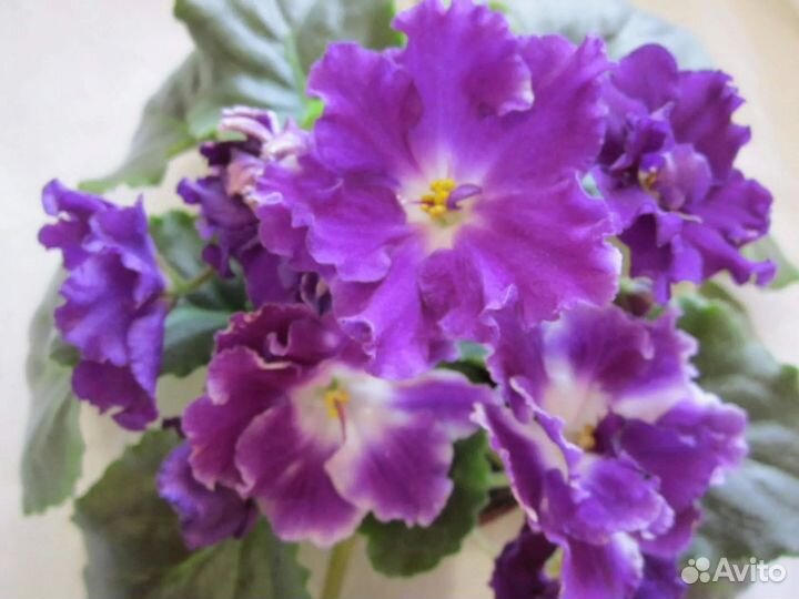 Фиалки детки