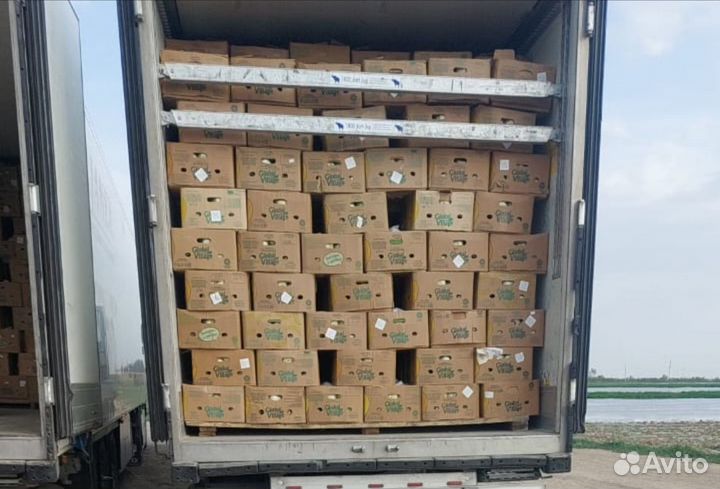 Пекинская капуста оптом